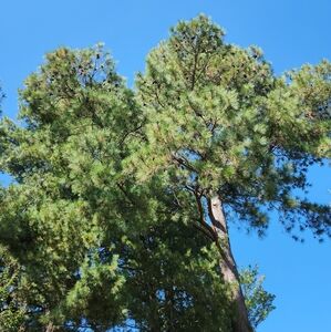 Clothing and Housewares